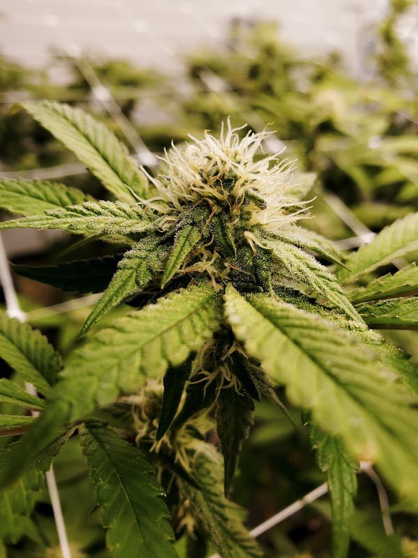 Trim cannabis ou fleur : quel est le meilleur choix pour vous ?